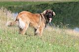 LEONBERG 547